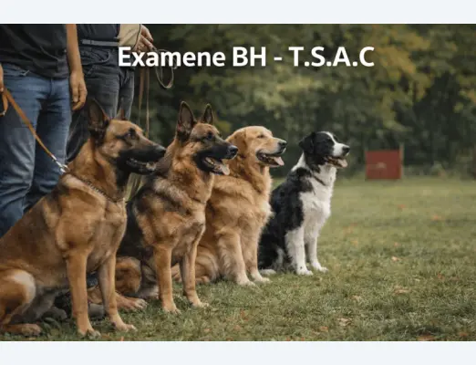 Examene  BH  T.S.A.C.