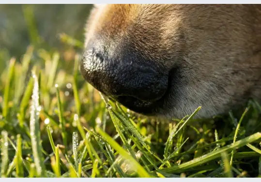 Close-up of a mantrailing dog's nose sniffing wet grass