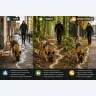 Mantrailing in oras, padure sau teren mixt: ce se schimba si de ce conteaza