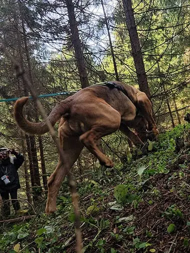 Mantrailing România - dresaj canin și antrenament câini