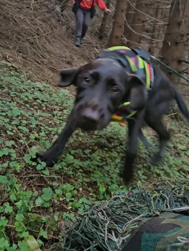 Antrenament mantrailing și obediență canină în România