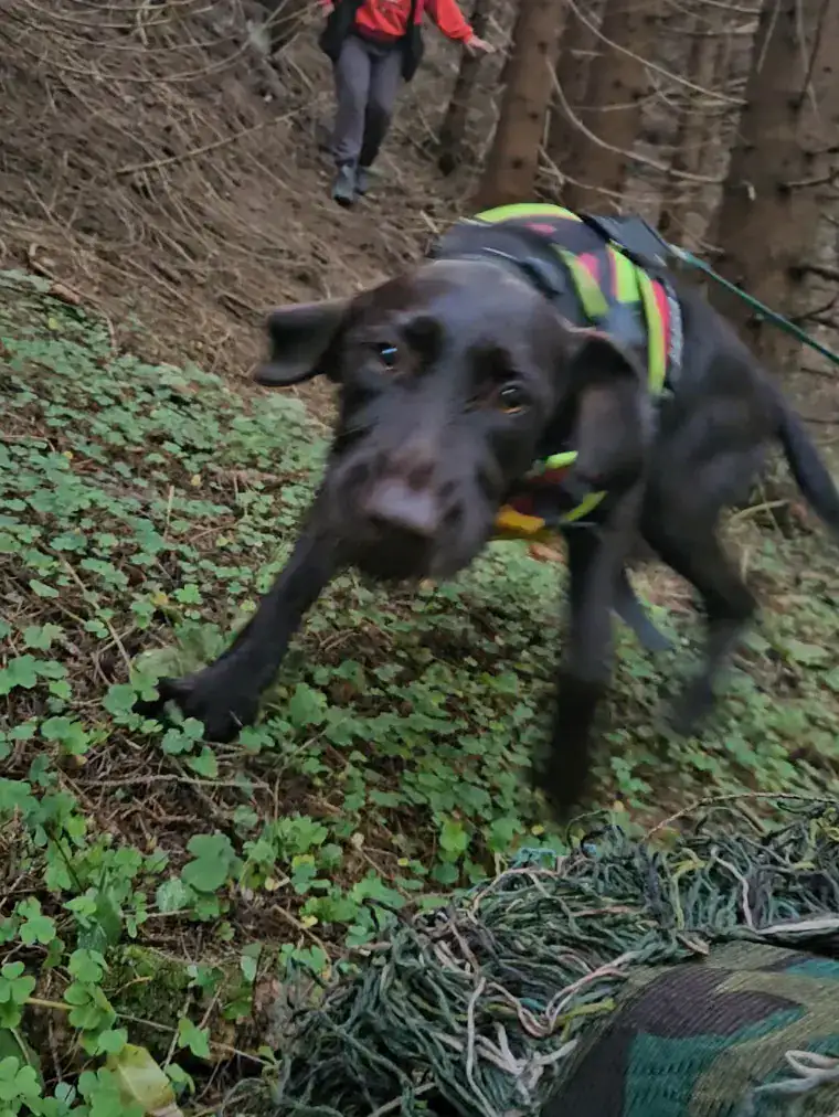 Antrenament mantrailing și obediență canină în România