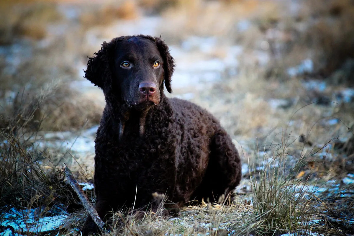 Black curly coated retriever, with a curly coat, in frosted grass