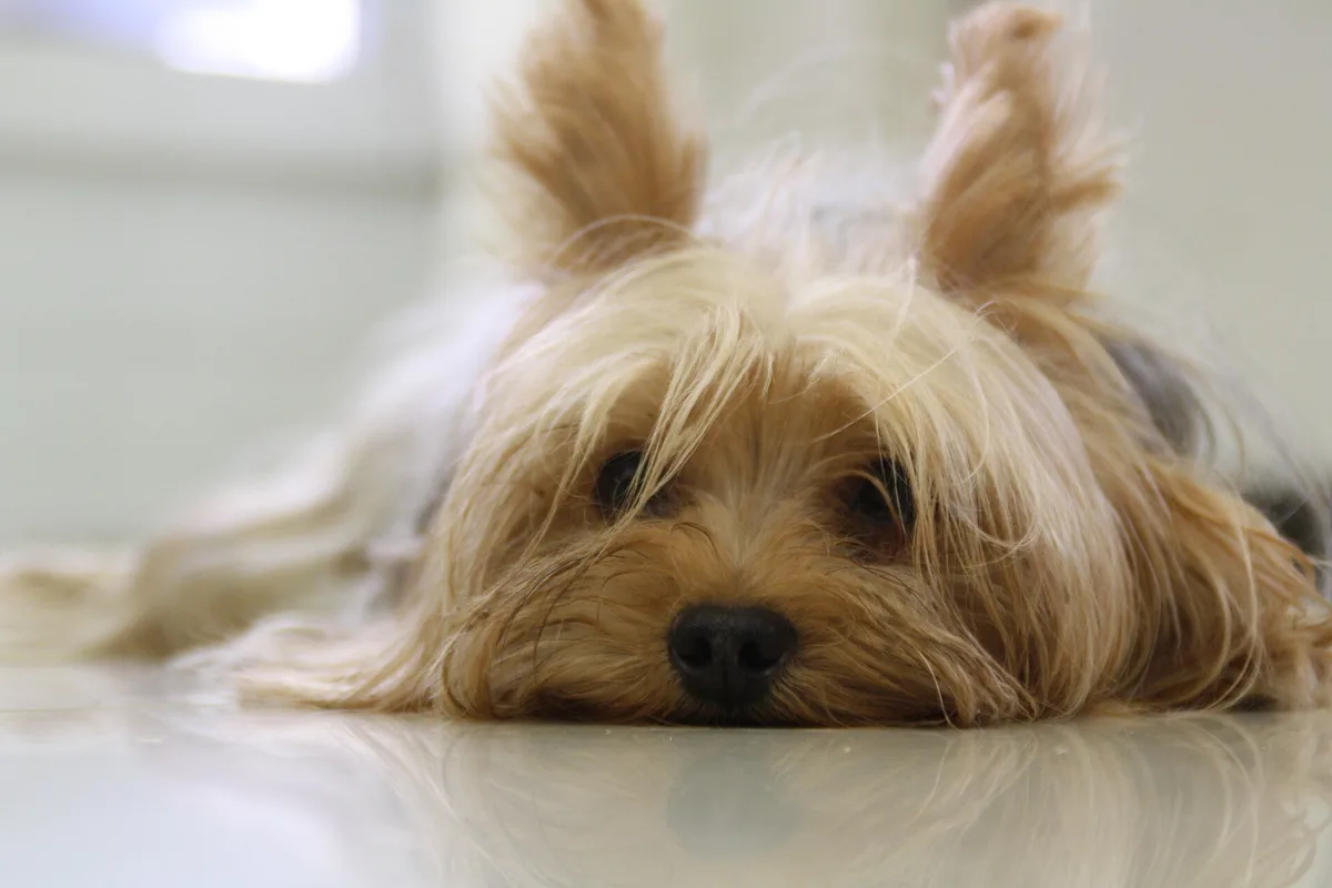 Yorkshire terrier lying on the floor, with a long, silky coat