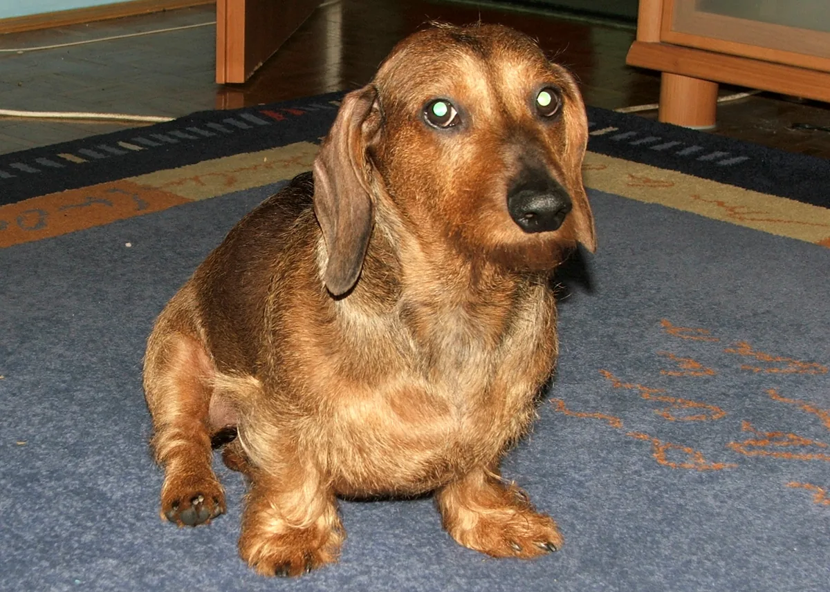 Wire-haired dachshund, with a rough beard and eyebrows, on a carpet