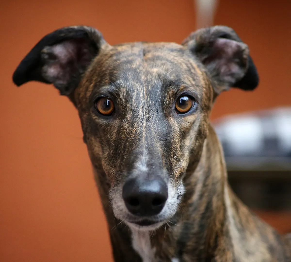 Portrait of a greyhound with a short coat, a long, narrow head and folded ears