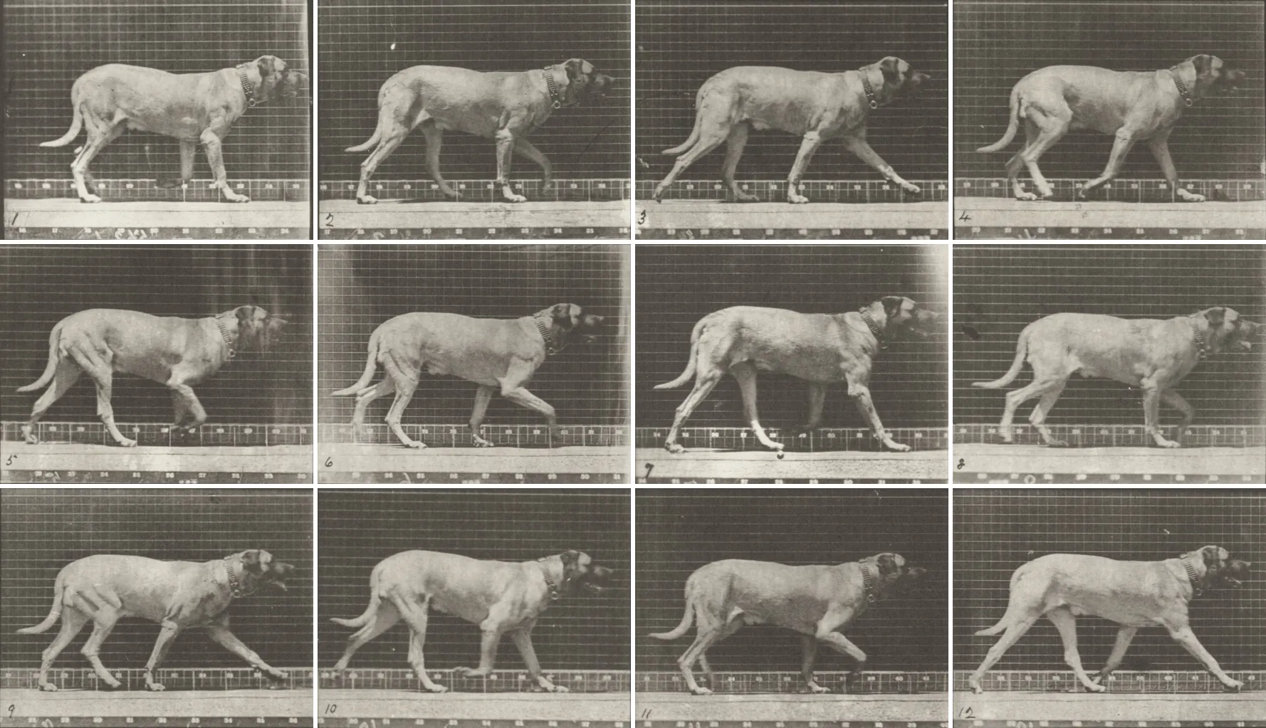 Twelve frames photographed in sequence of a dog trotting, against a grid background, 1887