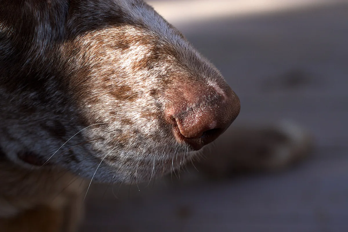 Close-up of a dog's nose leather: the moist, hairless skin and the two nostrils