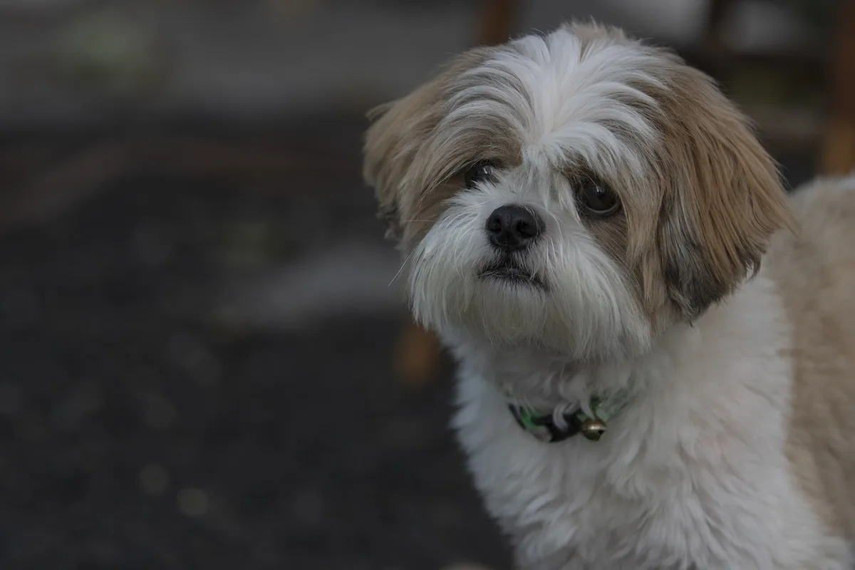 Shih tzu with drop ears, covered by long hair, and a short muzzle