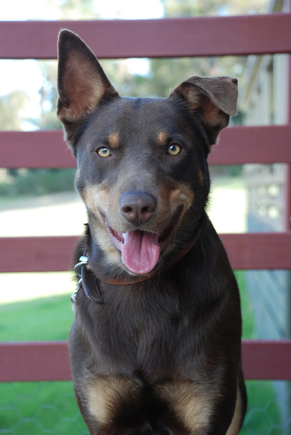 Australian kelpie with erect ears pointed forward, looking at the camera