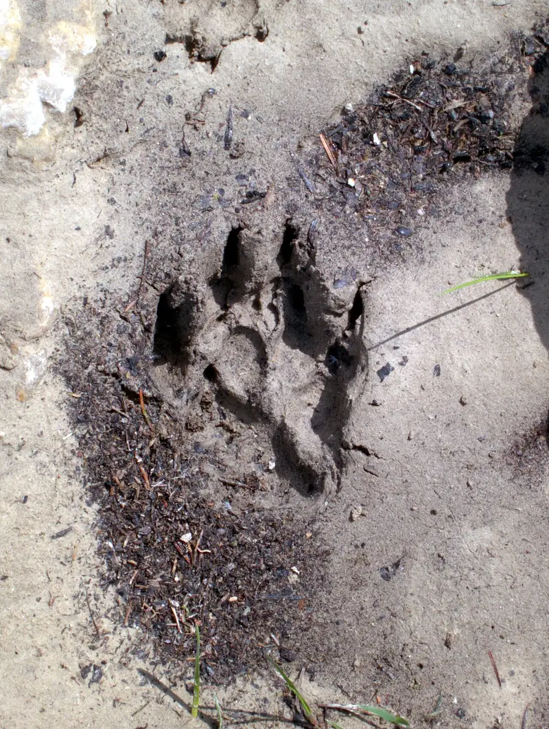 A dog's paw print in sand: four digital pads with claw marks and the metacarpal pad