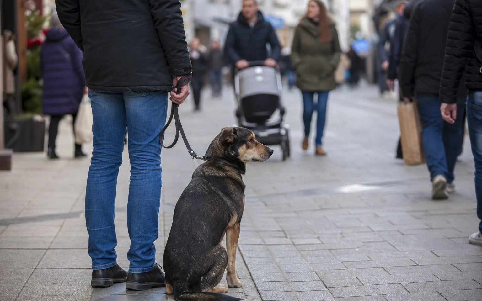 Câine metis așezat calm în lesă slăbită lângă conductor, într-o zonă pietonală aglomerată