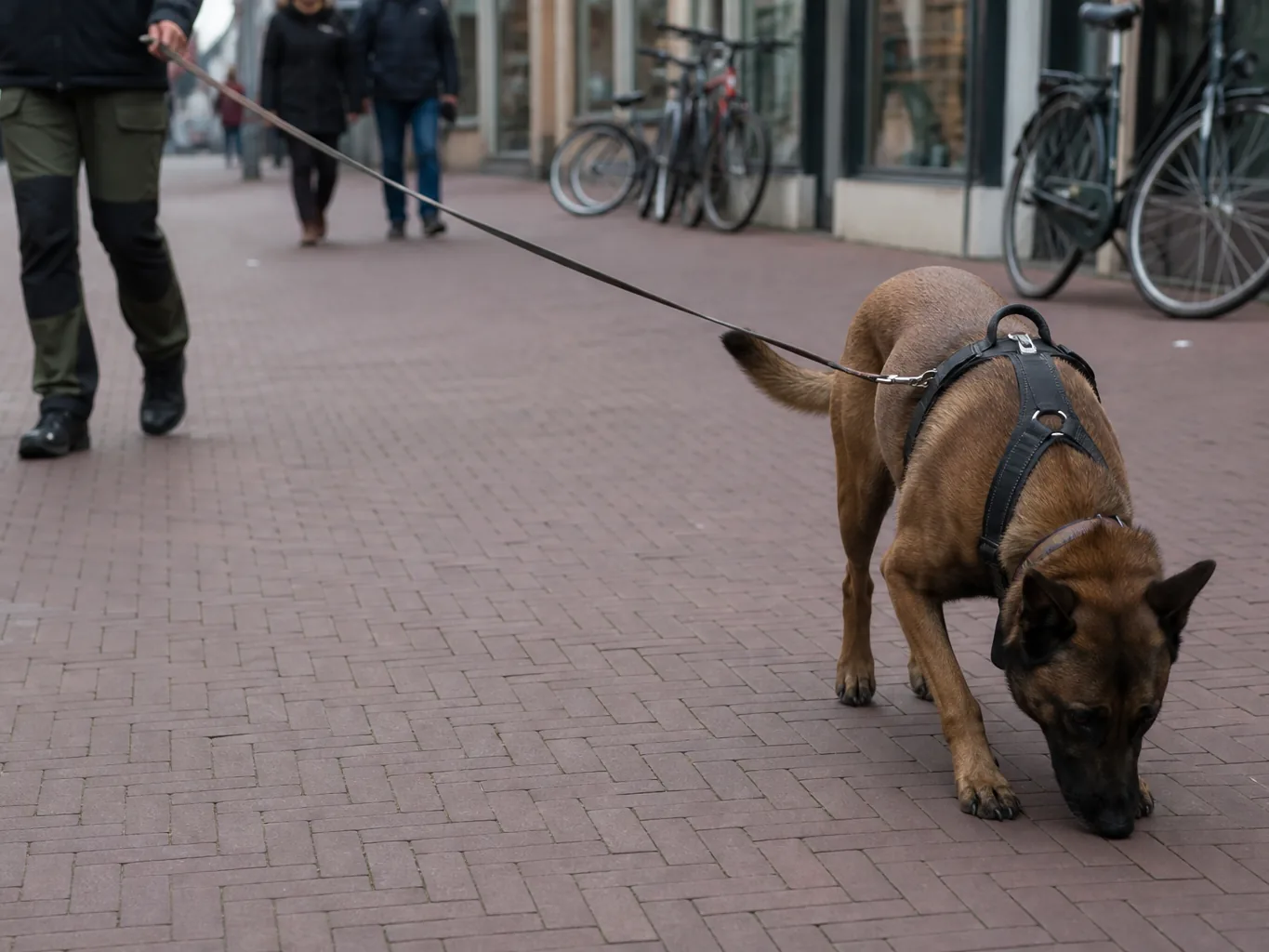 Malinois lucrând o urmă pe o stradă pietonală pavată, printre biciclete parcate și trecători