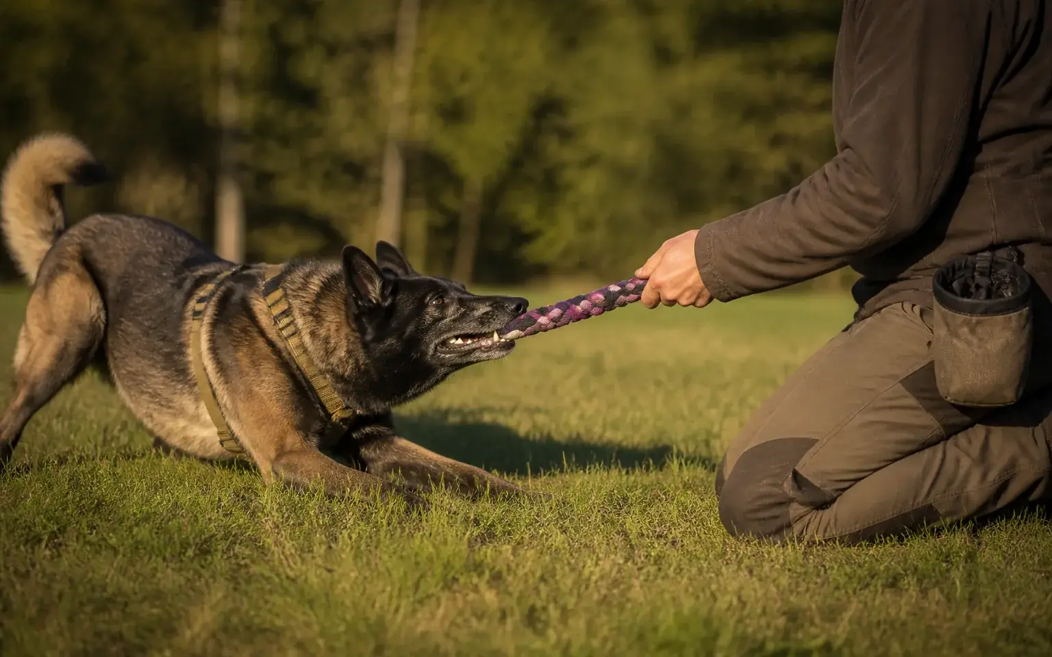 Câine care trage de o funie împletită ținută de o persoană îngenuncheată pe iarbă, ca recompensă la finalul urmei