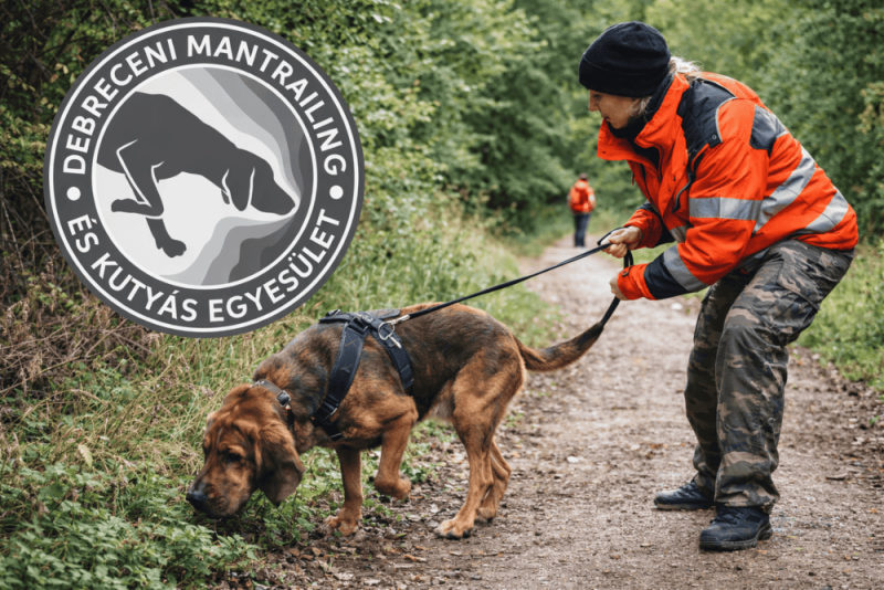 Curs de incepatori in Miskolc