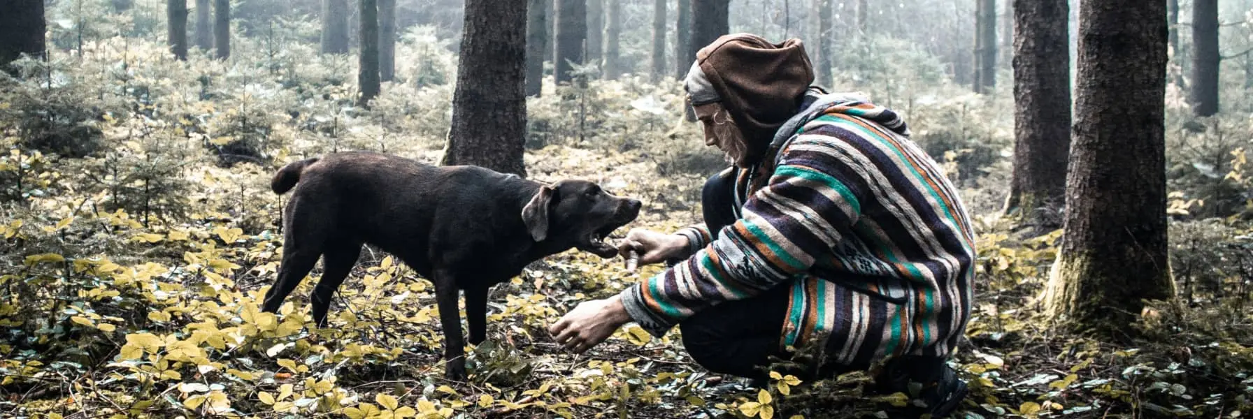 Dog and handler working together outdoors