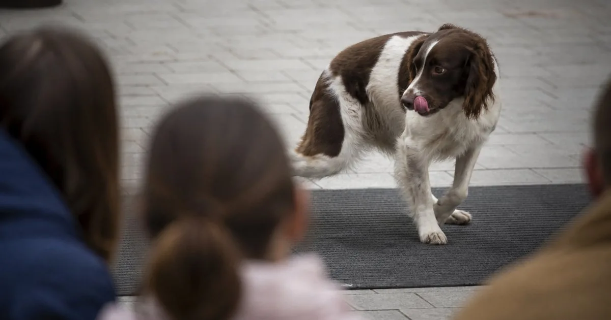 Courses on canine body language