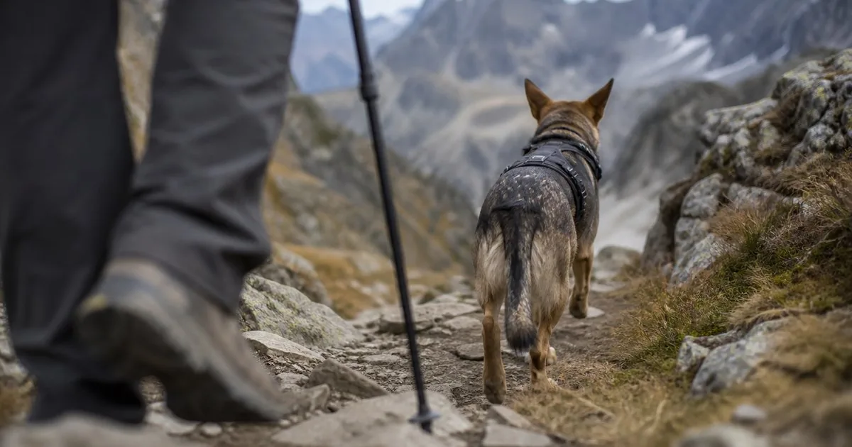 Hiking with dogs