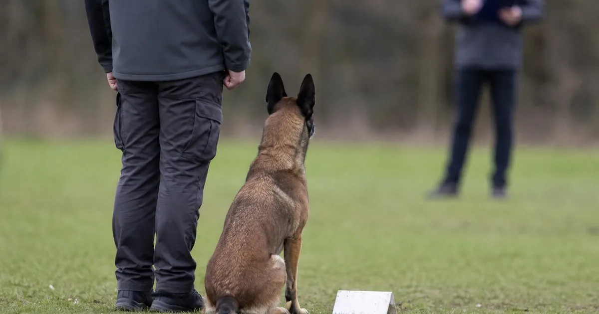 Preparing for exams, competitions and dog sports