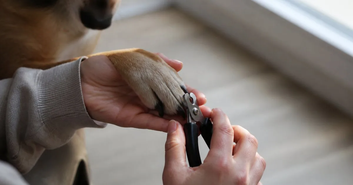 Nail trimming