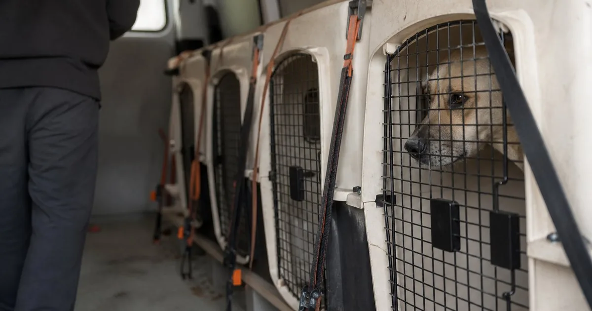National or international animal transport