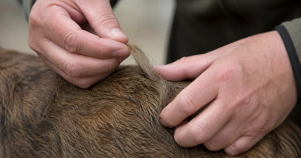 Clipping and hand-stripping