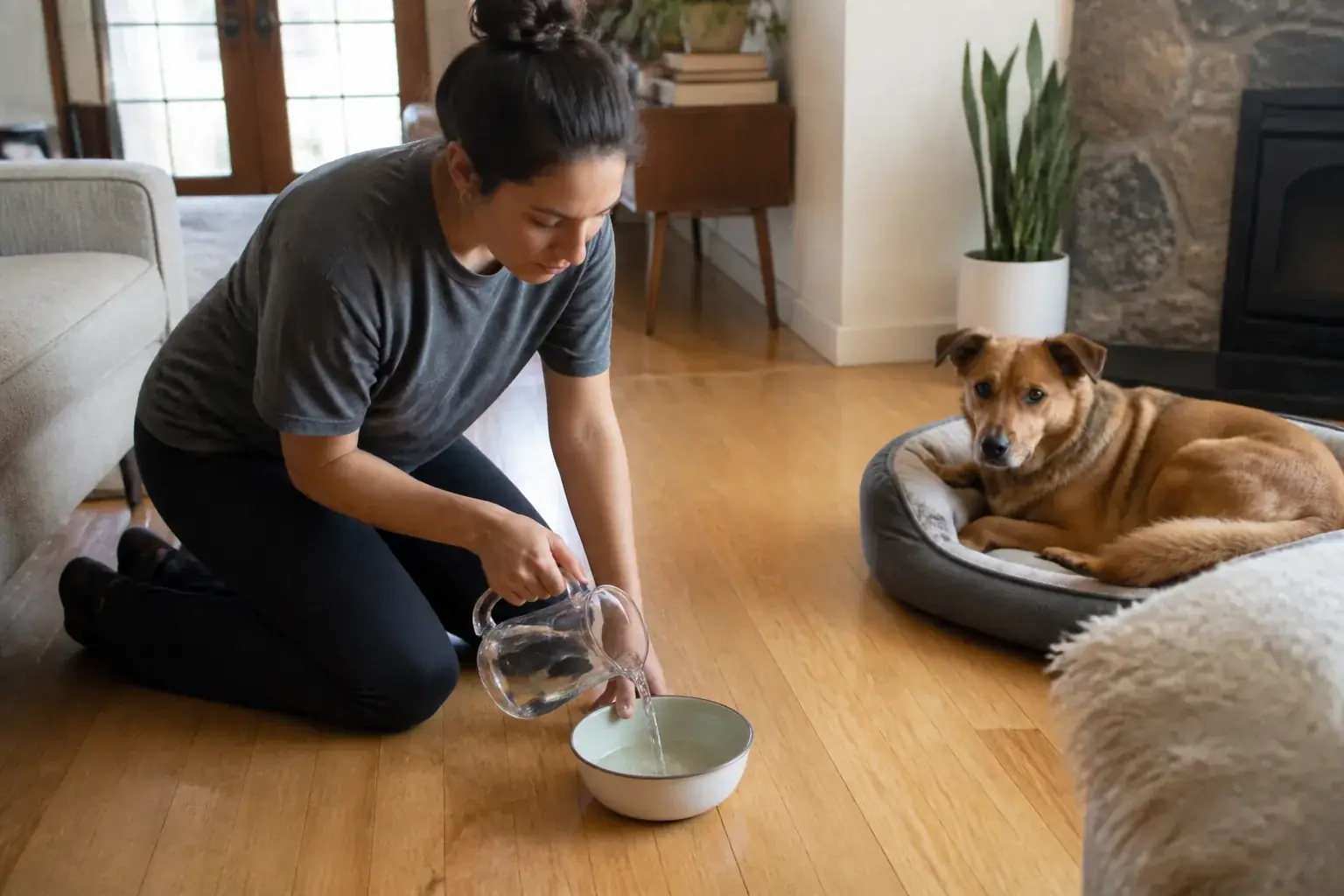 A pet sitter refilling a dog&rsquo;s water bowl in the client&rsquo;s home
