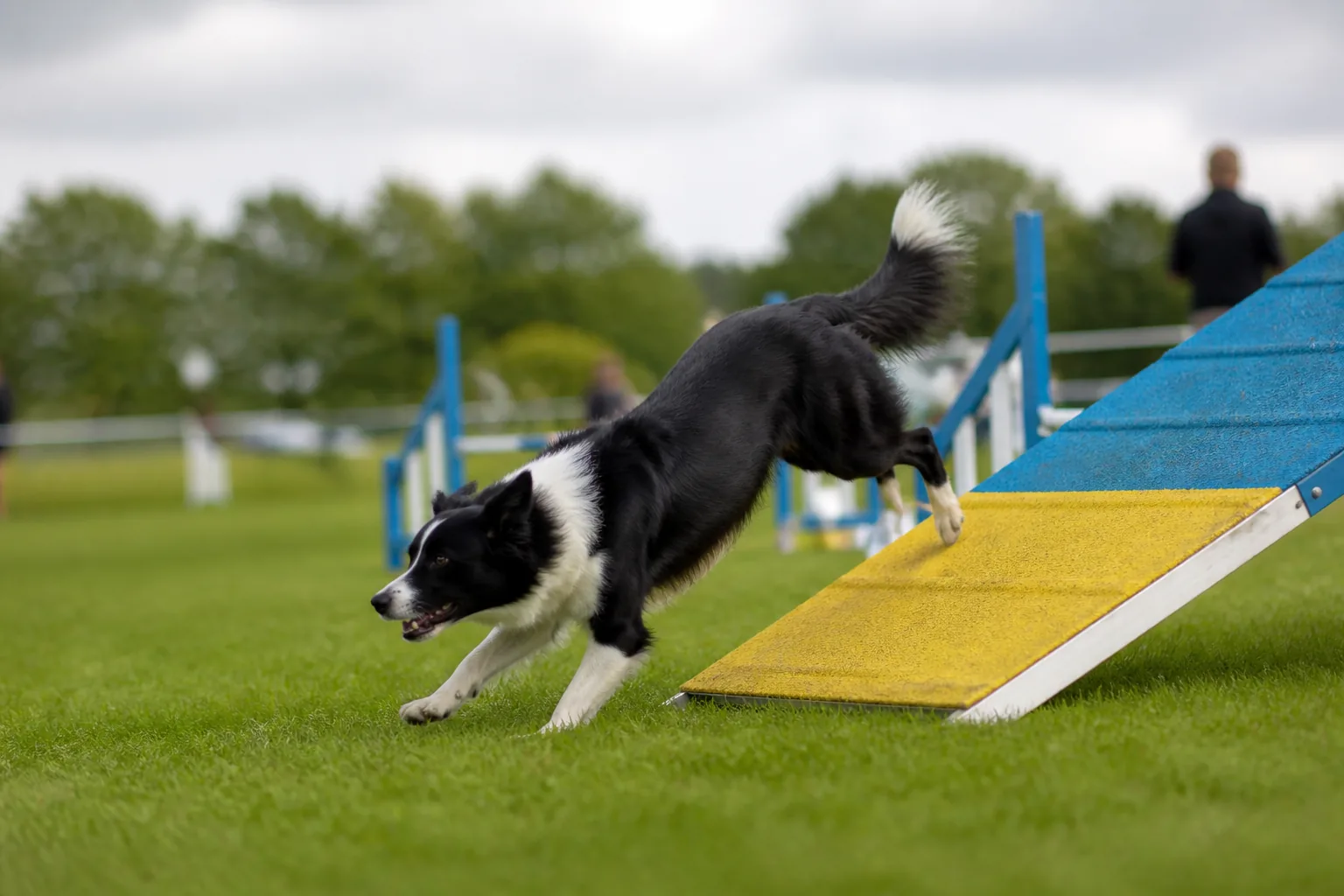 Border Collie hitting the yellow contact zone coming down the A-frame