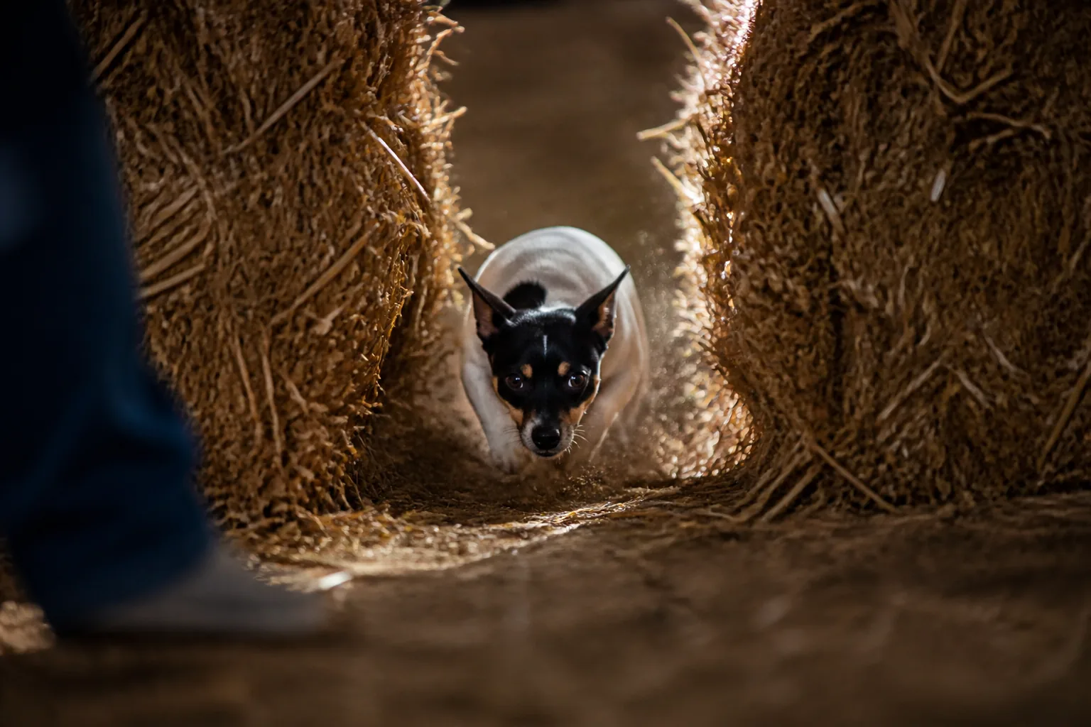 Terrier squeezing through a narrow tunnel between straw bales