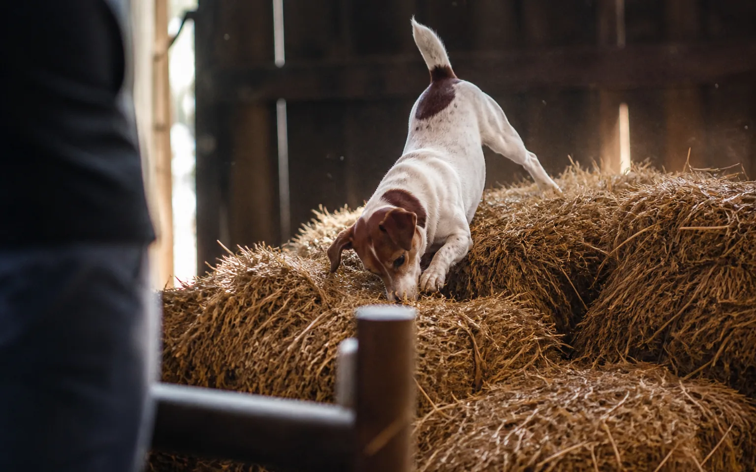 Jack Russell Terrier scrambling over stacked straw bales inside a barn