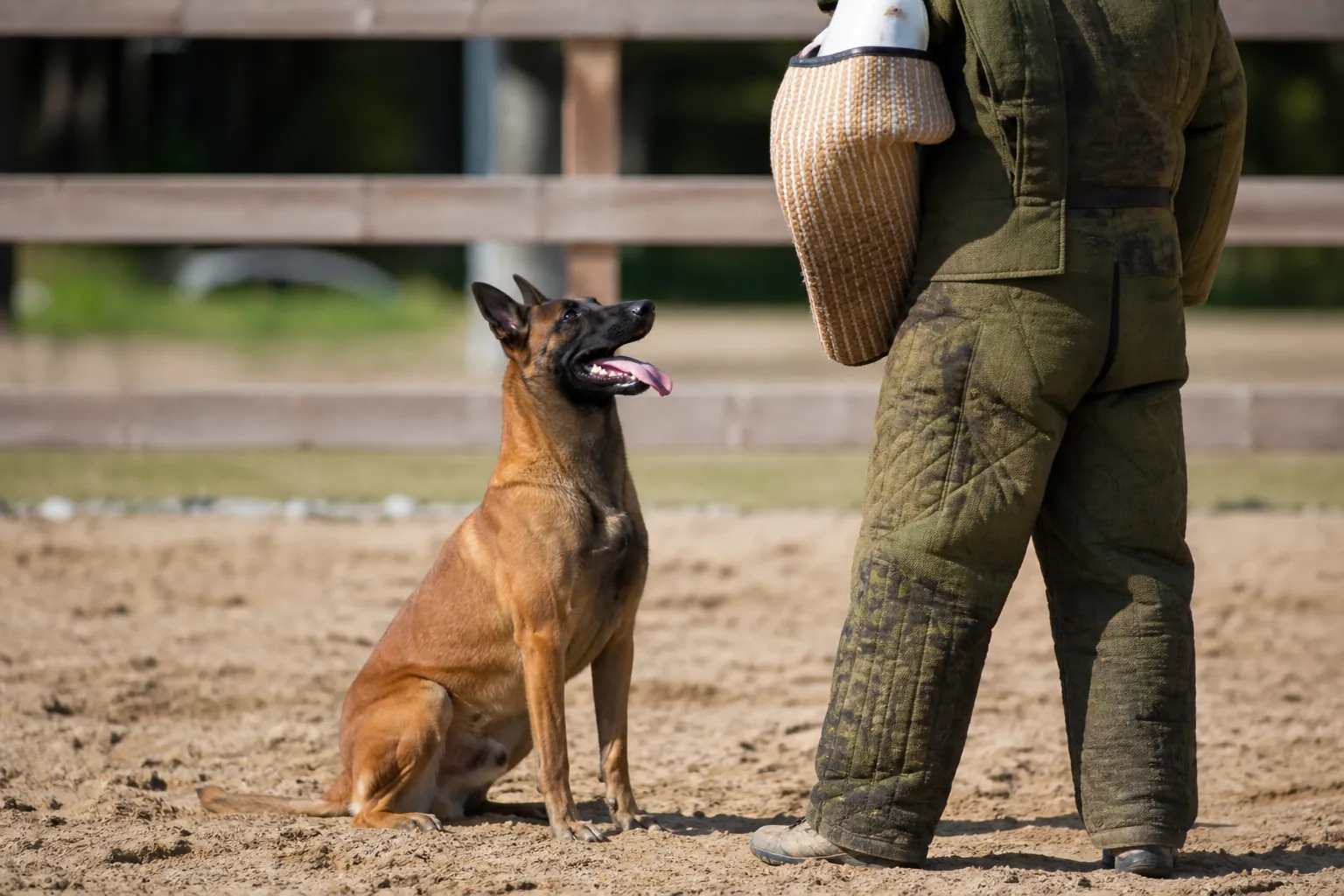 Belgian Malinois releasing the bite on command and sitting in front of the decoy