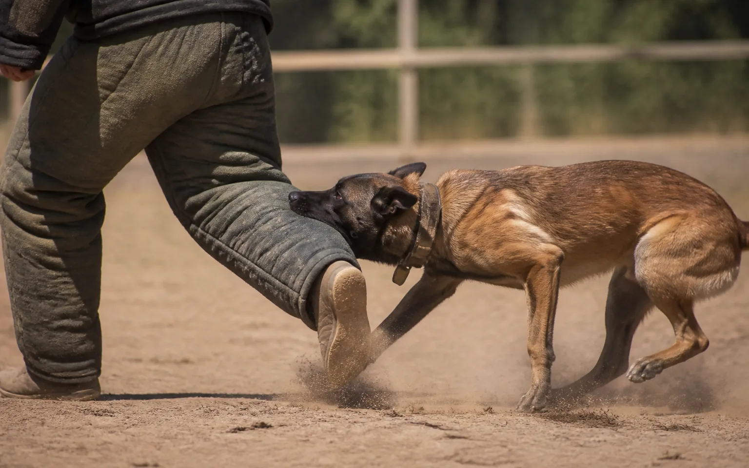 Belgian Malinois gripping the decoy's padded suit on sandy ground