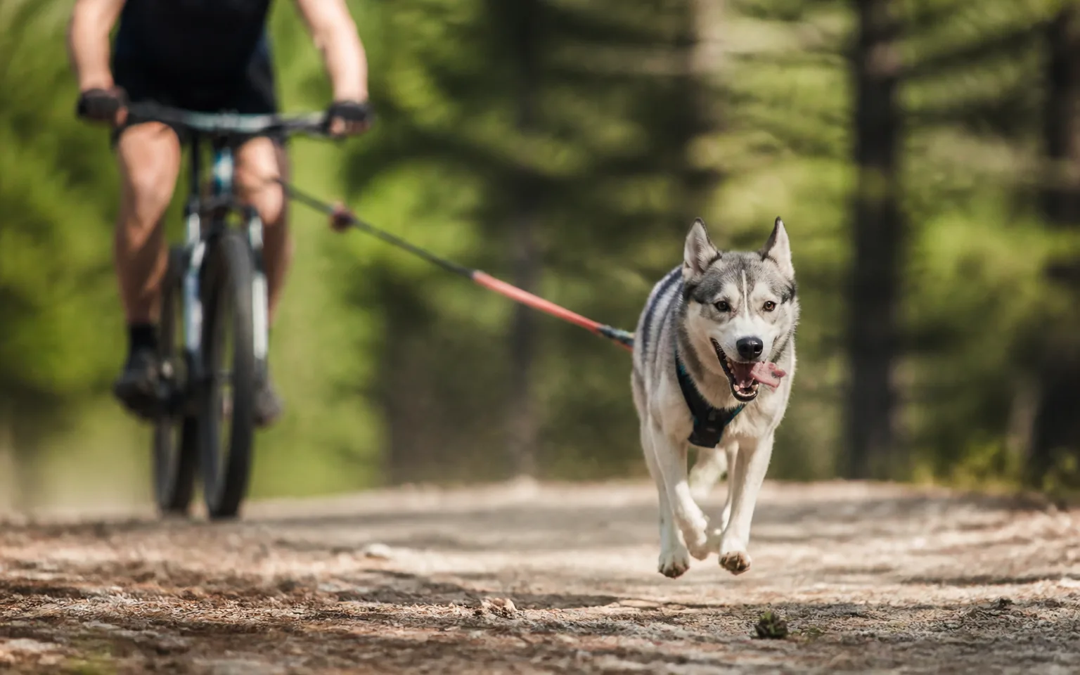 Harnessed husky towing a mountain biker along a forest track on a rigid line
