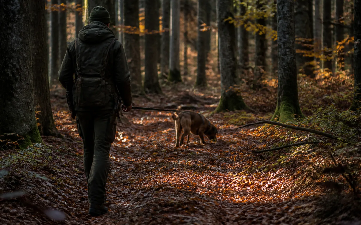 Handler and Bavarian Mountain Hound working a scent line together on a long leash through autumn beech woodland