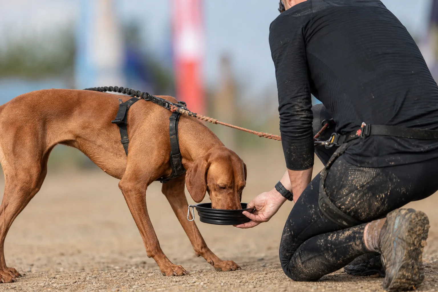 Vizsla drinking from a collapsible bowl at the finish of a canicross race