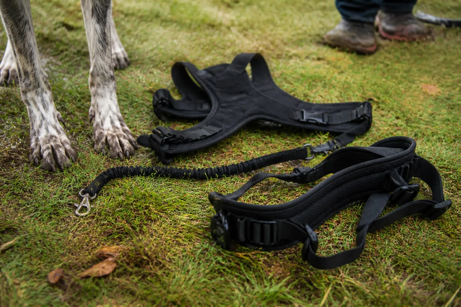 Canicross kit laid out on the grass: X-back harness, bungee line and waist belt