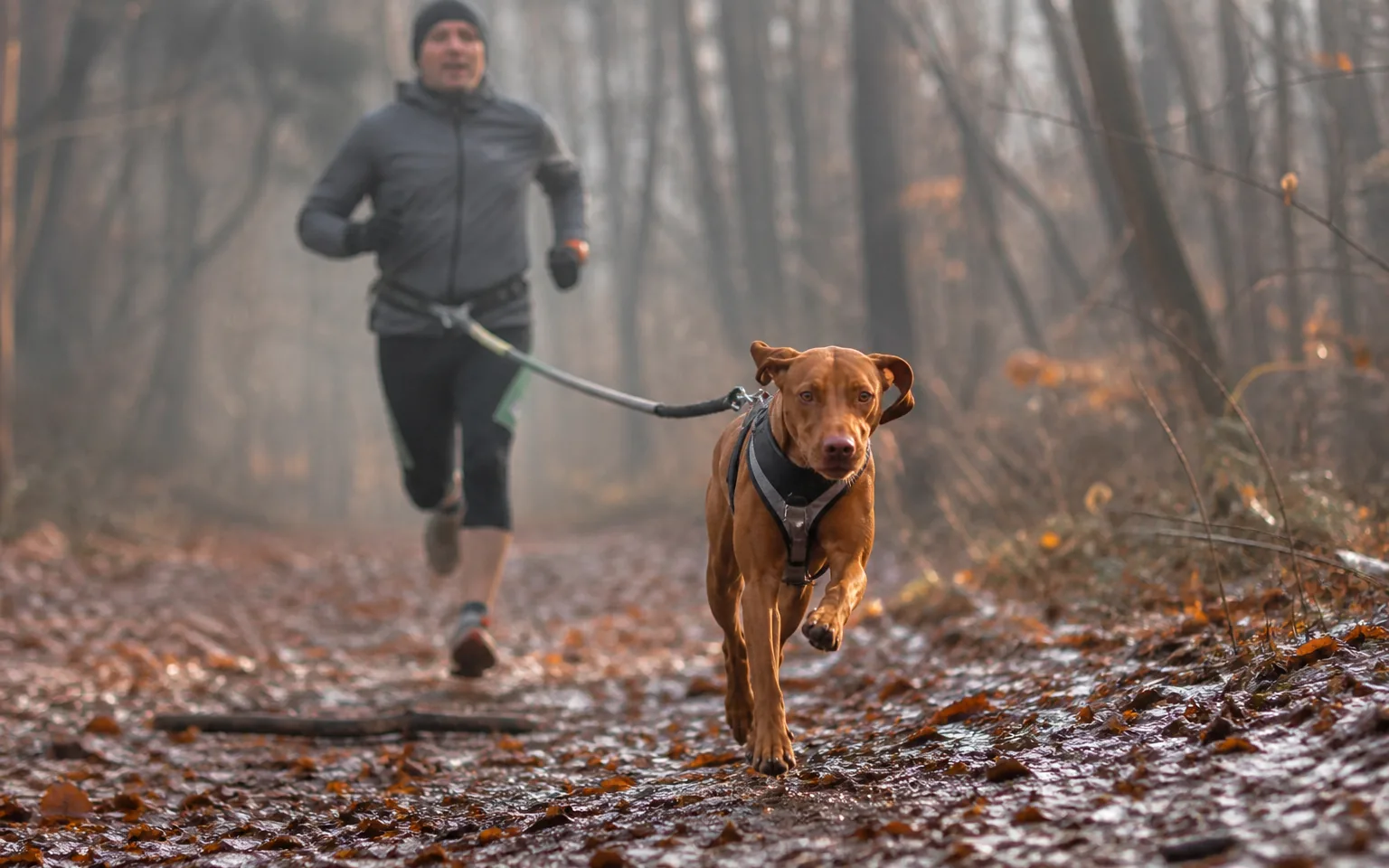 Vizsla in a pulling harness running ahead of a runner on a bungee line along a forest trail