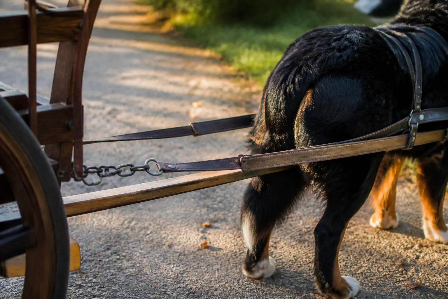Cart shafts and leather traces fitted to a Bernese Mountain Dog's draft harness on a gravel lane