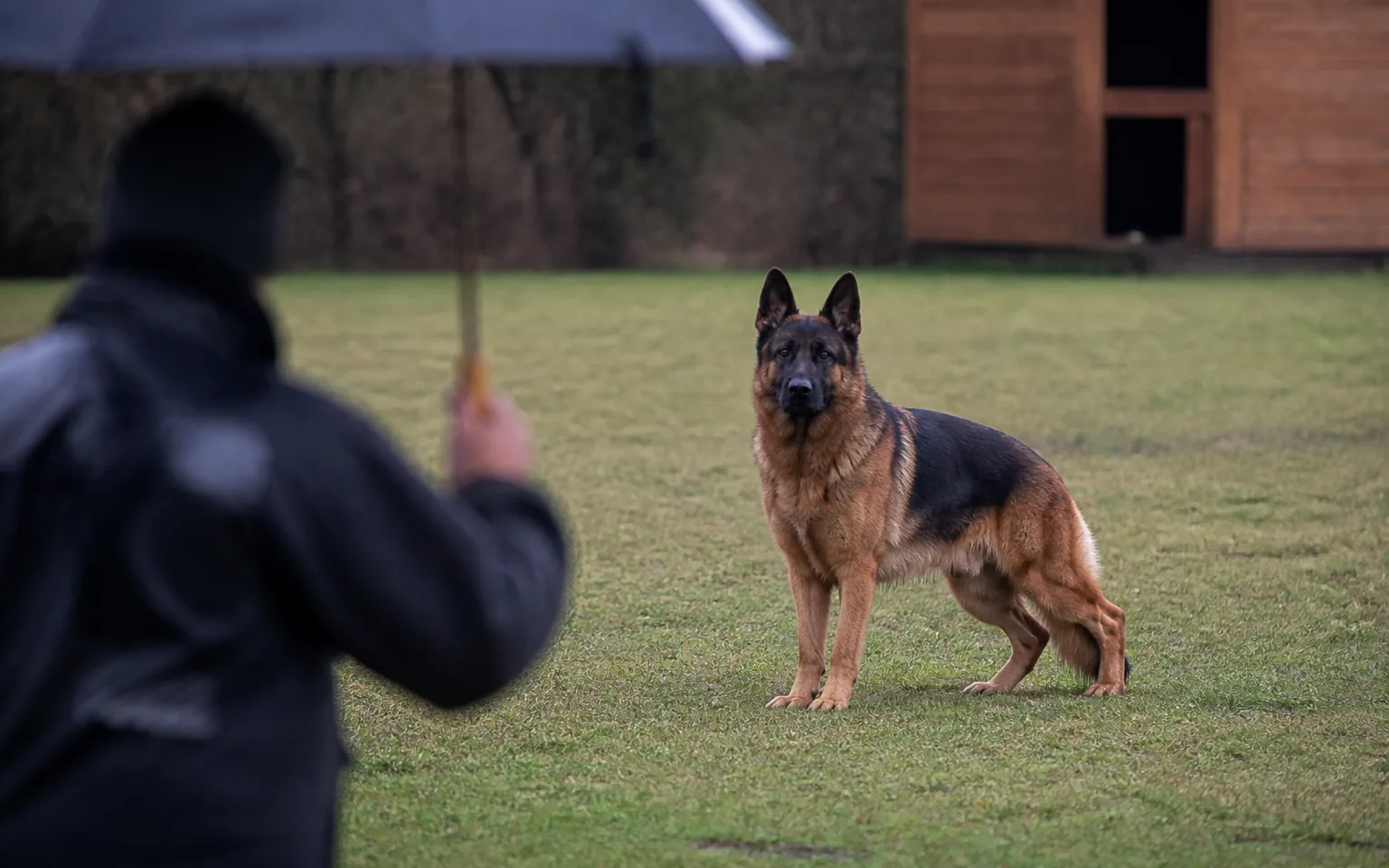 German Shepherd staying composed as an assessor opens an umbrella nearby