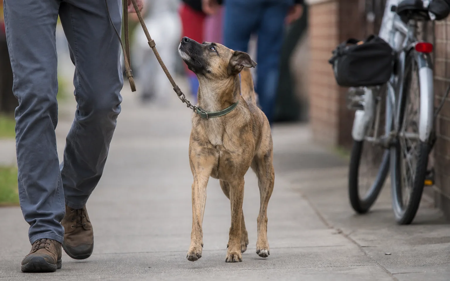Mixed-breed dog walking calmly on a loose lead past pedestrians and a parked bicycle