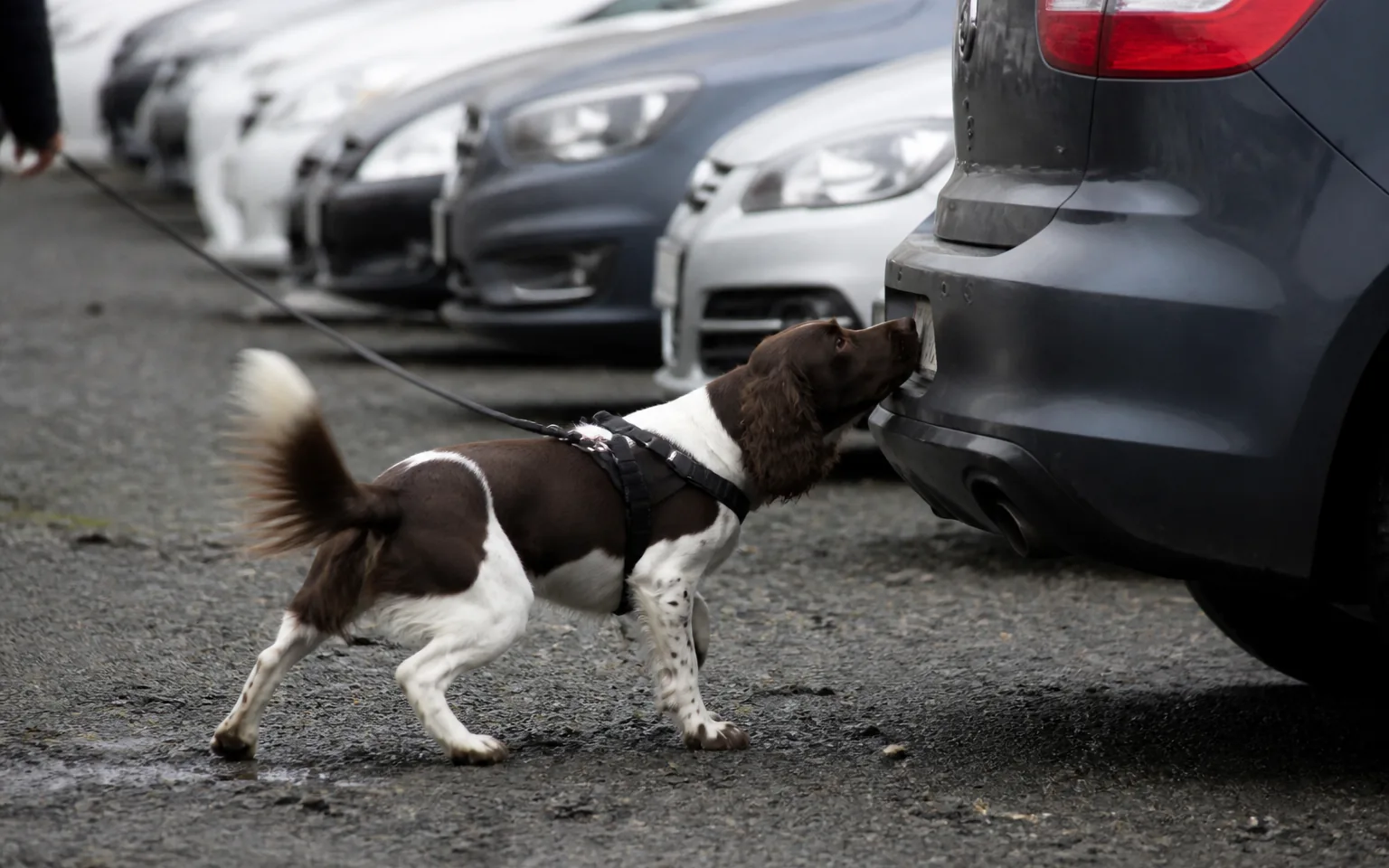 Springer Spaniel nosing the seam of a car boot during a scent detection search