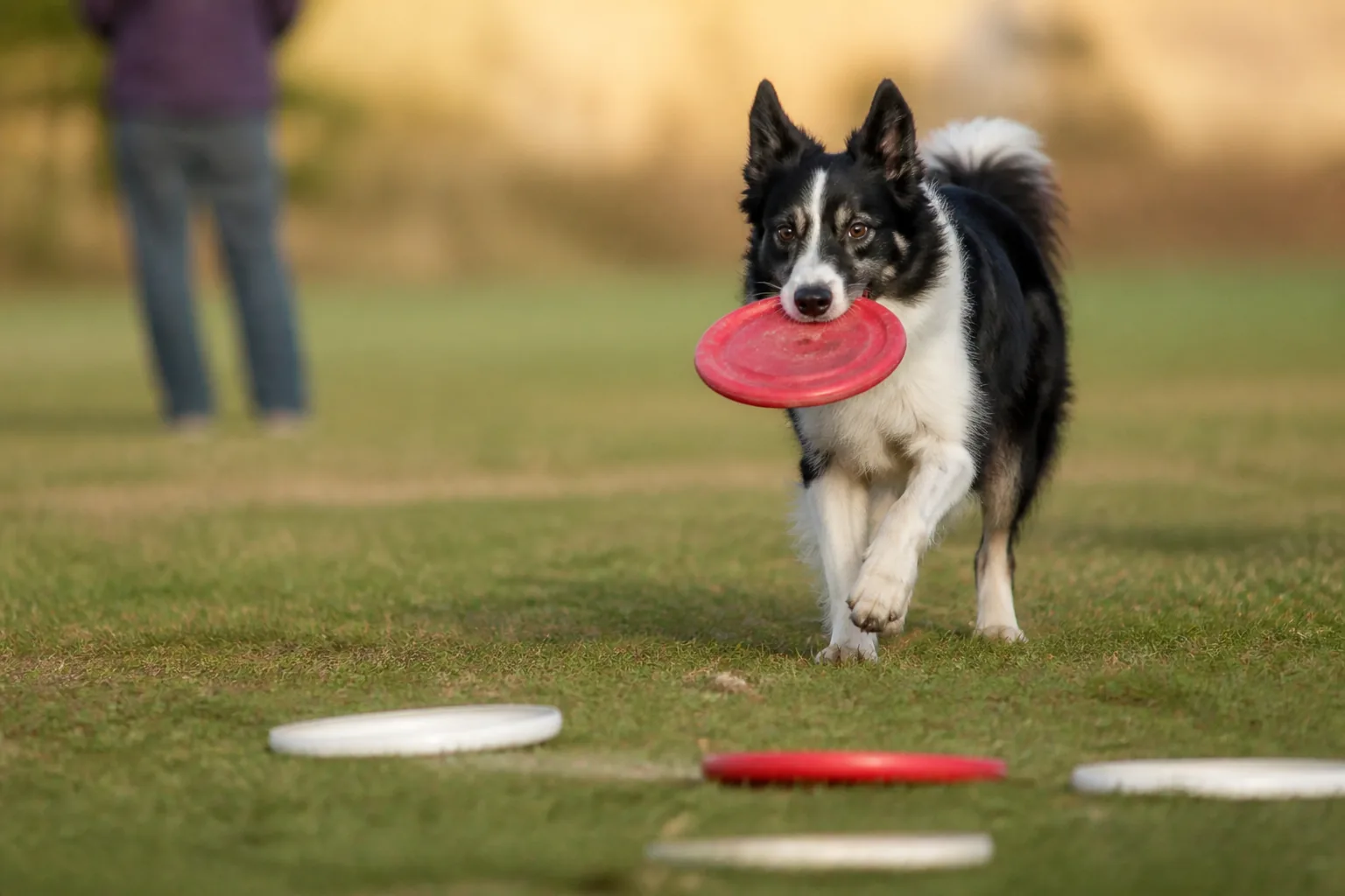 Border Collie trotting back with a disc in its mouth, more discs scattered in the foreground
