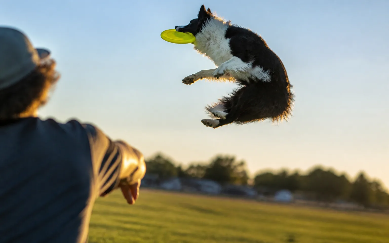 Border Collie twisting in mid-air to catch a disc above a grass field