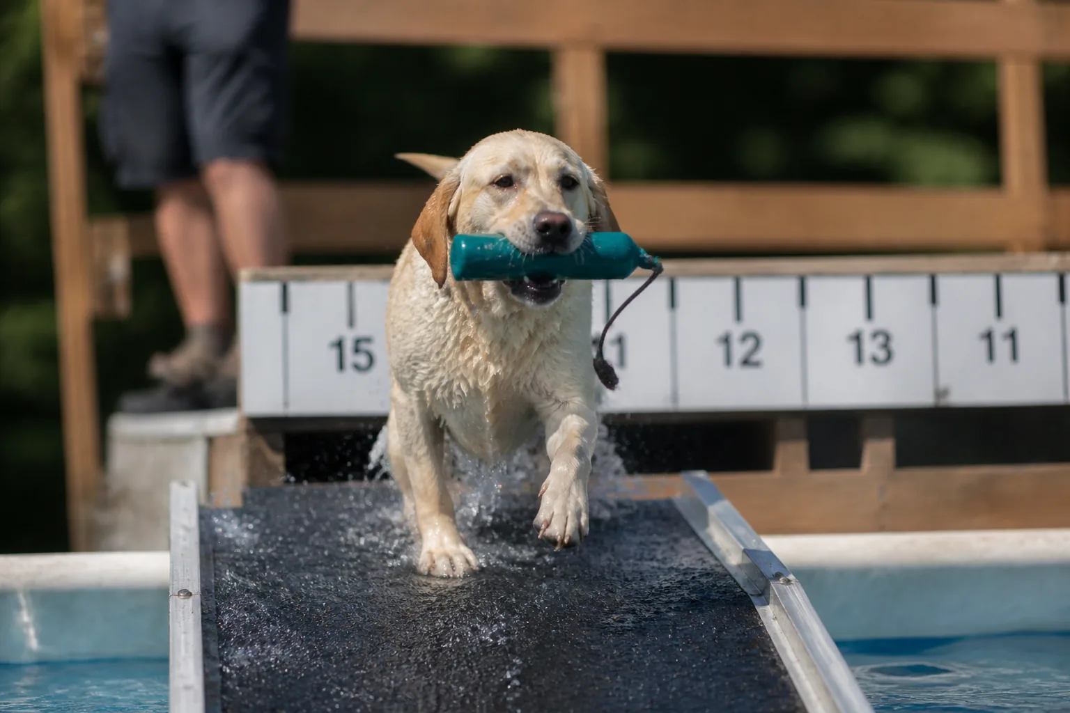 Wet Labrador climbing the pool exit ramp with the bumper in its mouth