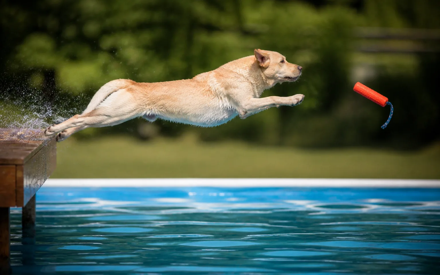 Labrador launching off a dock after a floating bumper, body fully extended over the water