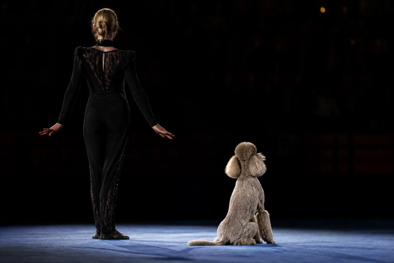 Poodle and handler in a synchronised final pose at the close of the routine
