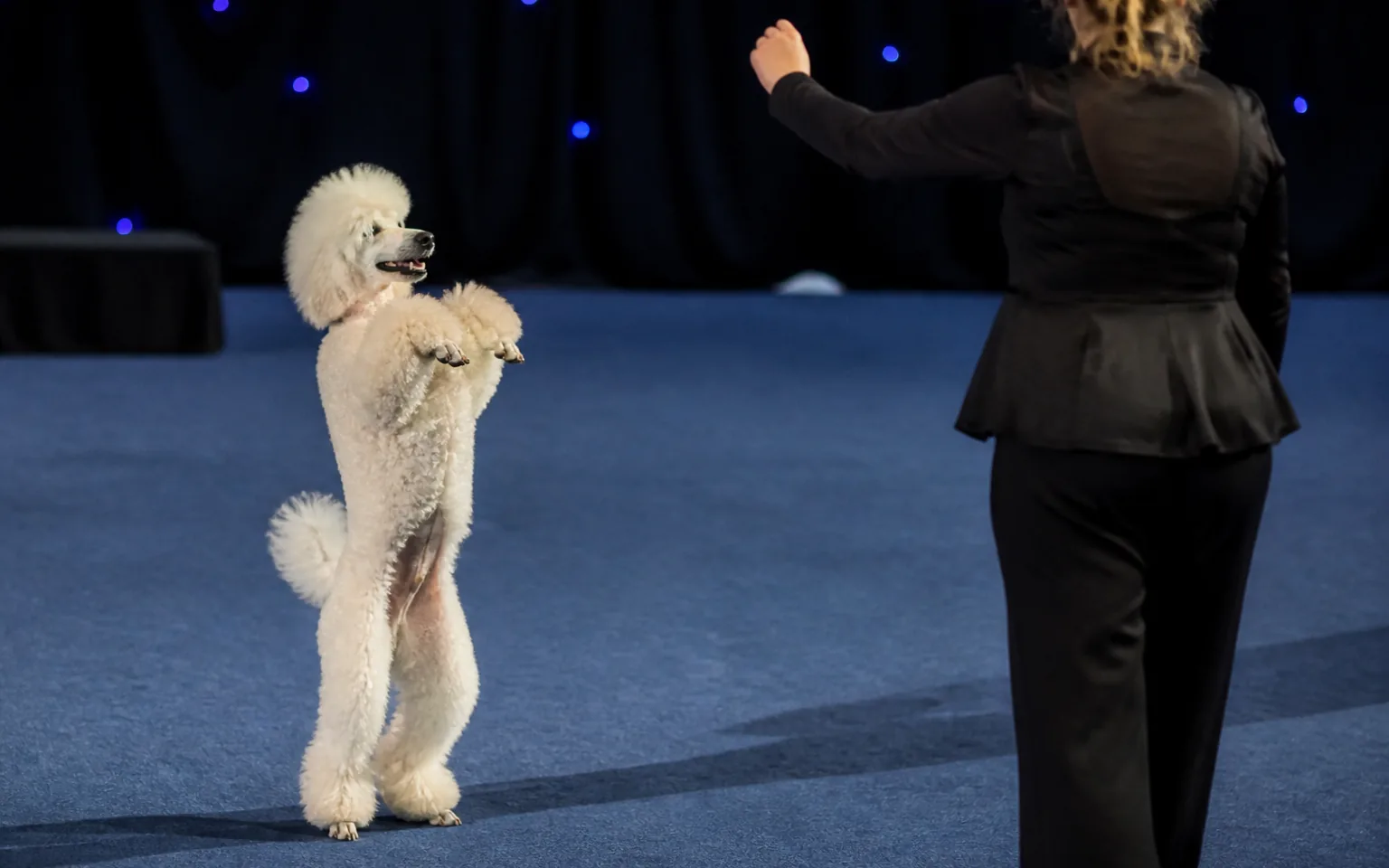 Poodle up on its hind legs mirroring its handler's gesture during a canine freestyle routine