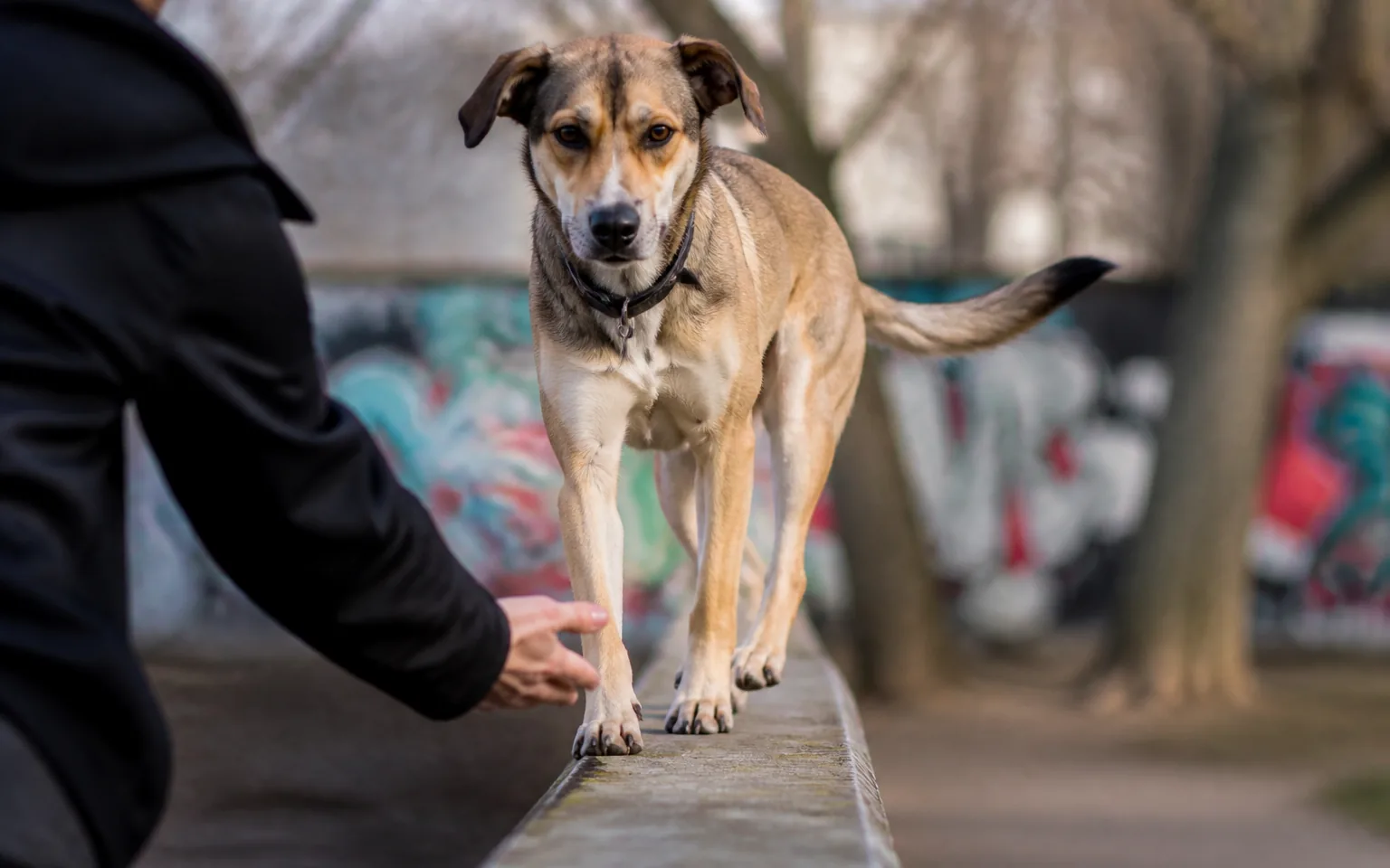 Mixed-breed dog balancing on a low concrete wall in an urban park