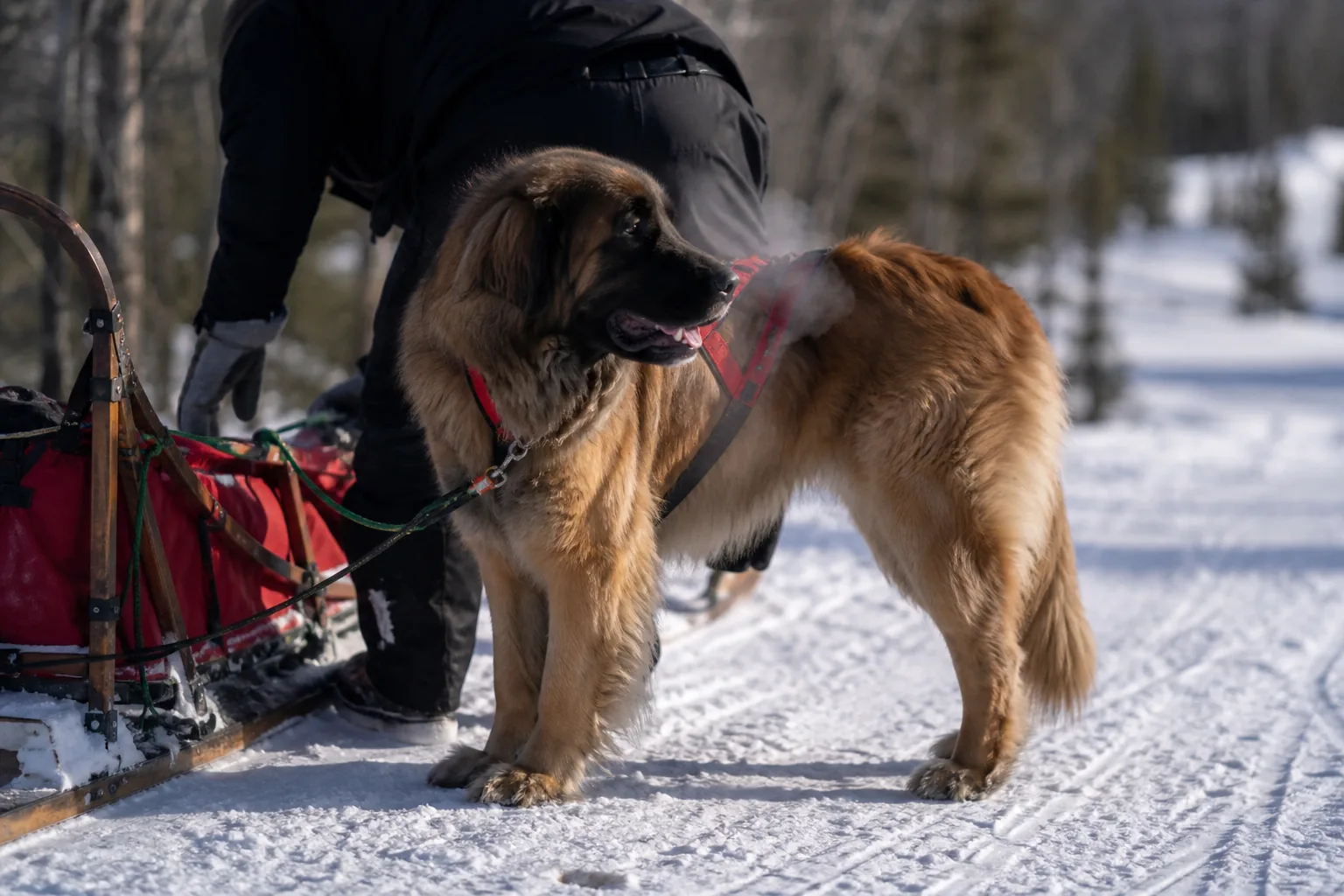 Harnessed Leonberger resting beside a loaded sledge on a snowy track
