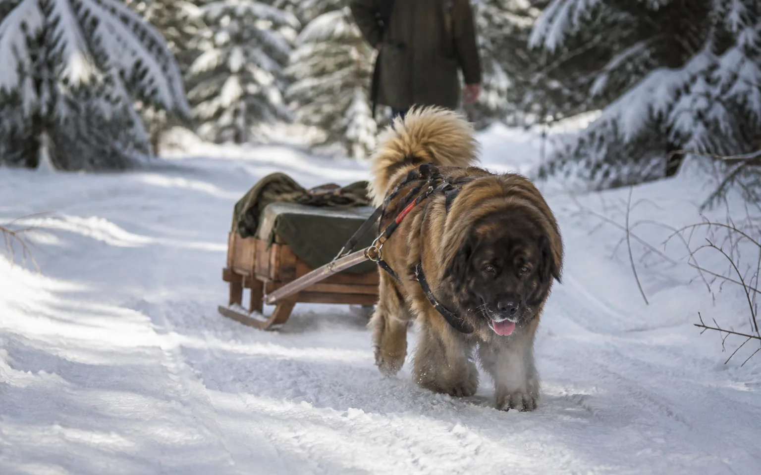 Leonberger in a draft harness hauling a loaded sledge along a snowy forest track